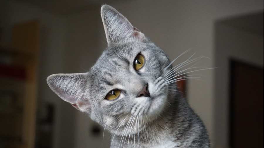 Top 3 Pet Essentials from Chewy for Cats