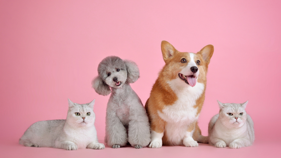 Chewy Picks for Furparents 2025: Premium Products Your Pets Will Love