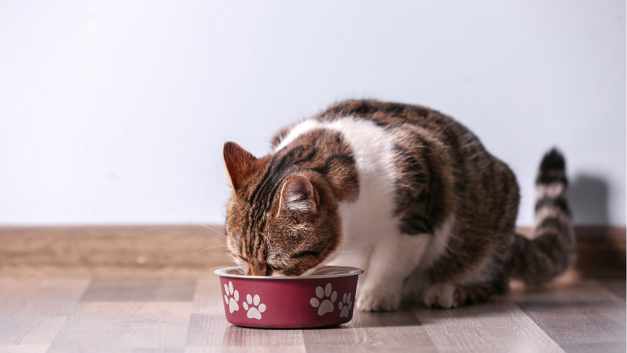 Leading Petco Cat Foods of 2025: Premium Nutrition Your Feline Will Love