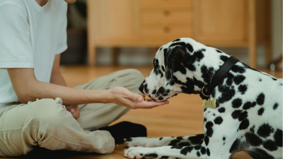 Petco Top Picks for Dog Treats 2025: Vet-Approved Favorites Your Pup Will Love