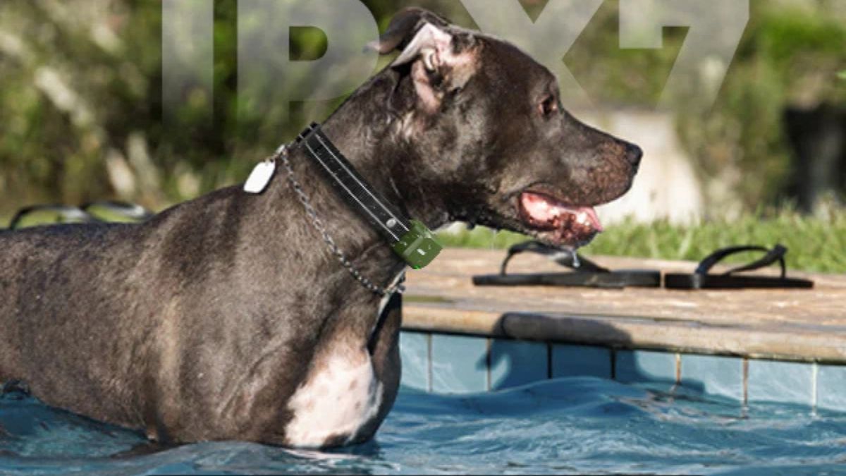 Jugbow DT-61 Remote Dog Training Collar: The Complete Multi-Dog Training Solution for 2026