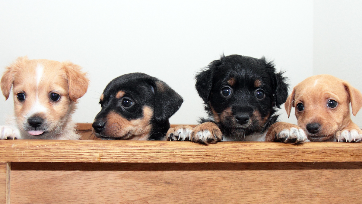 What the PuppySpot Promise Covers During Your Puppy’s First Year