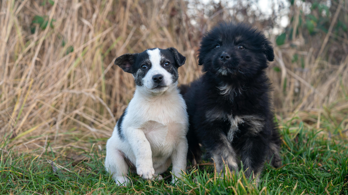 These PuppySpot Breeder Standards Help You Choose a Healthier Puppy