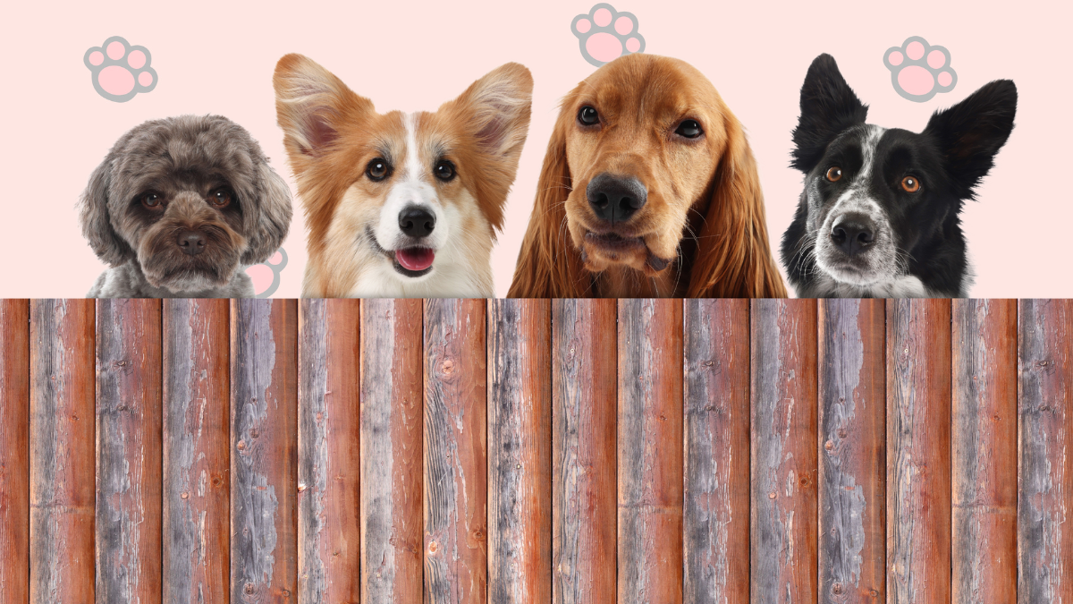 These PuppySpot Dog Breeds Help You Find Your Perfect Match