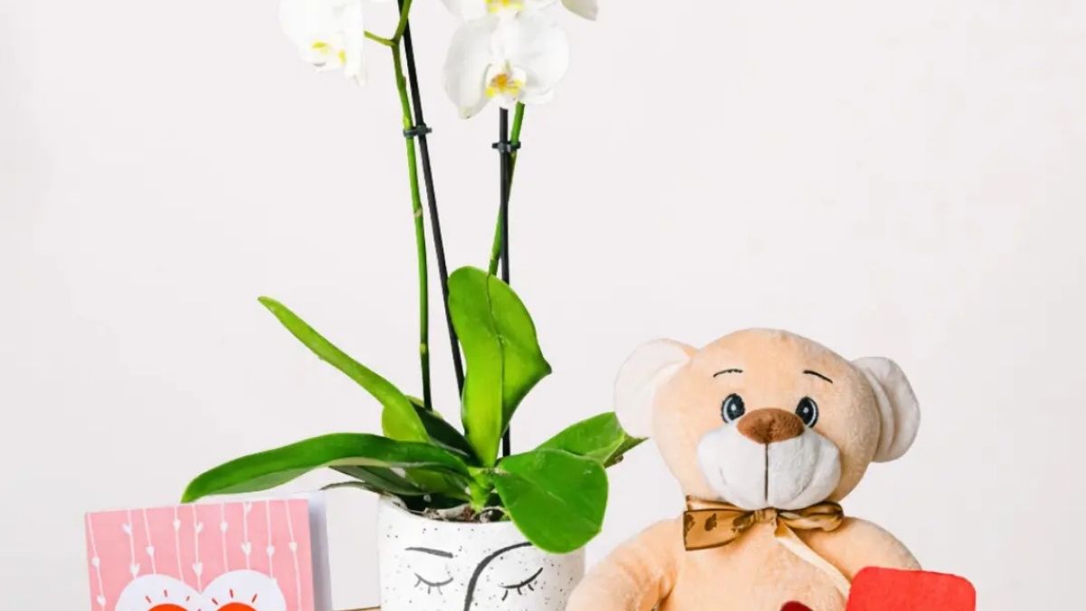 Why Choose Snowflakes Dance – Orchid for Lasting Elegance at Home?