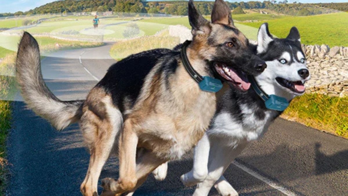 How the Jugbow DT-682 Simplifies Multi-Dog Training at Long Range