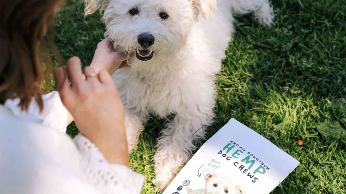 Neurogan CBD Dog Treats: How Full-Spectrum Hemp Supports Calm and Comfort in Dogs